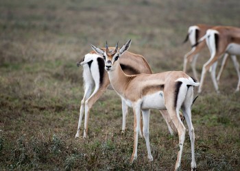 tanzania 010 tanzania 010