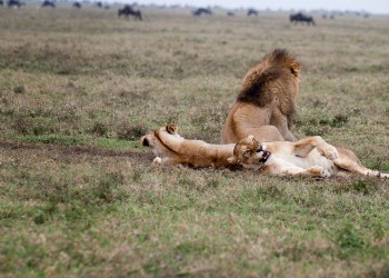 tanzania 021 tanzania 021