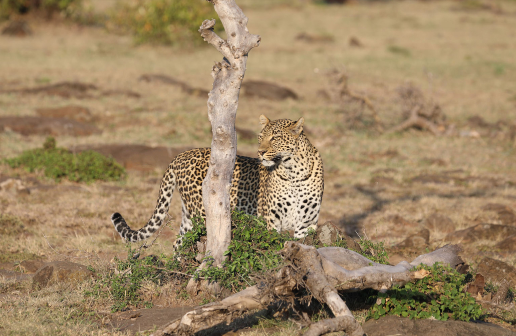 Safari Keniassa - Great Plains Conservation