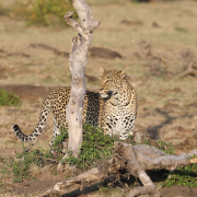 Safari Keniassa - Great Plains Conservation