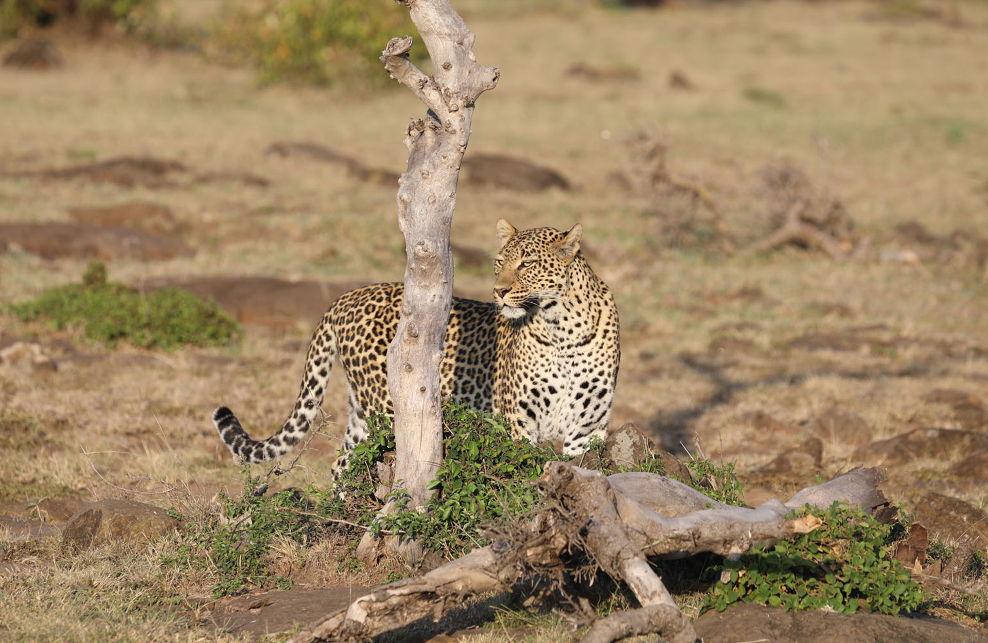 Safari Keniassa - Great Plains Conservation