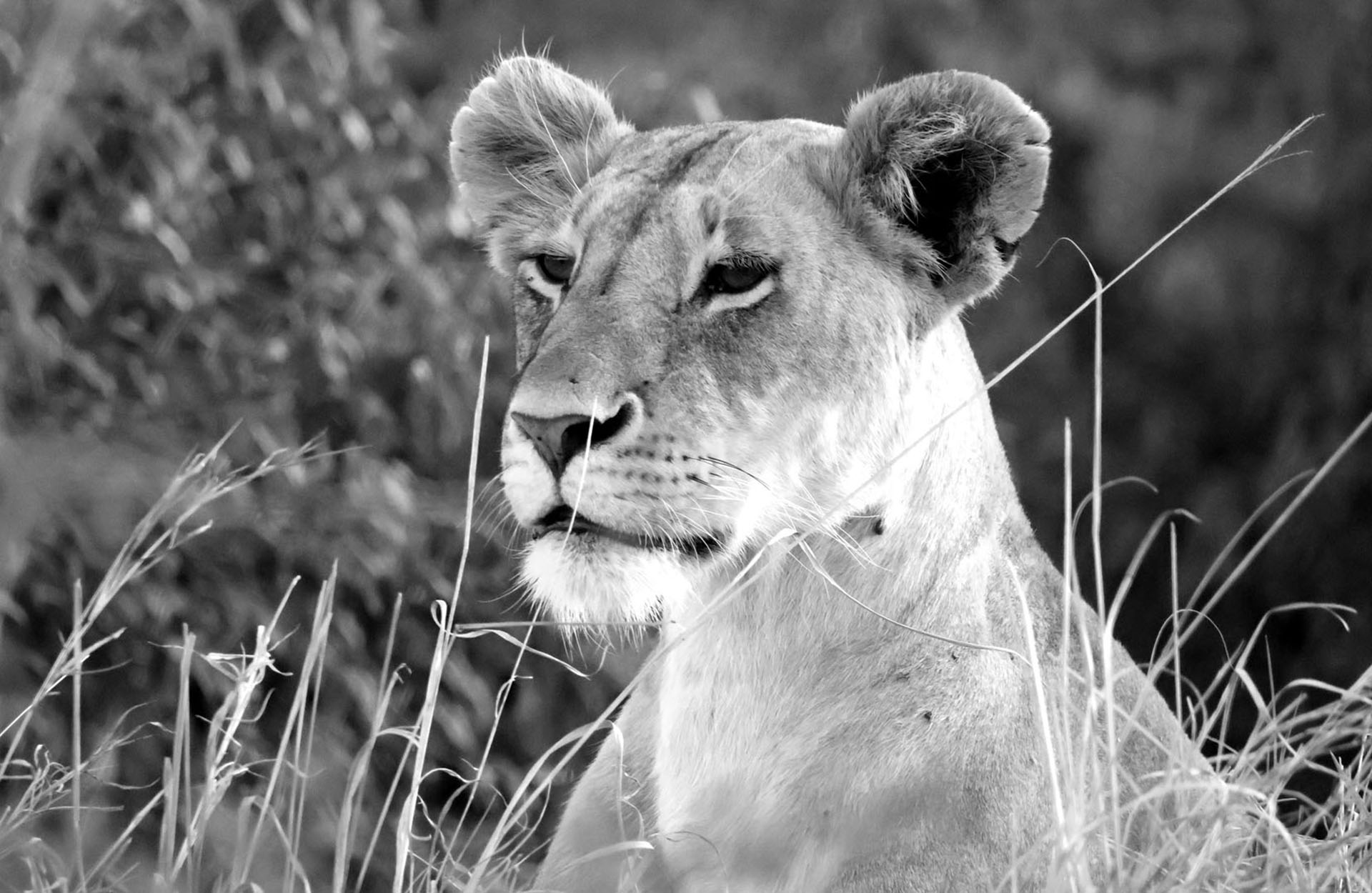 Safari Keniassa - Great Plains Conservation Safari Keniassa - Great Plains Conservation